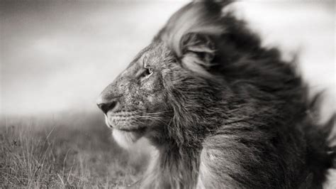 Download Portrait Of A Lion In Black And White Hd Wallpaper For 1920 X