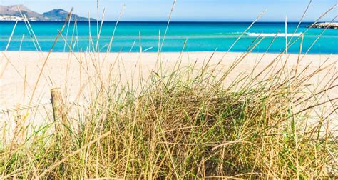 Beach With Sand Dunes And Marram Grass At Sea Coast Stock Photo Image