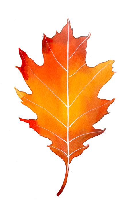 Oak Leaf Clipart Best