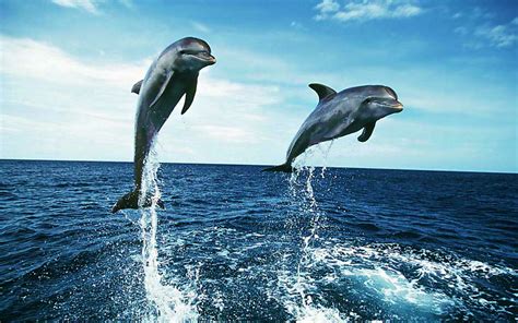 Dolphins Wide Desktop Background Wallpaper Dolphins Animal Dolphin