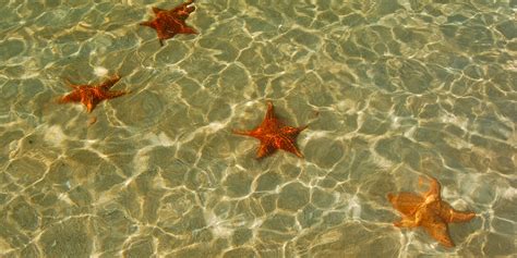 Juego de las estrellas 6. La Playa de las Estrellas en Bocas de Toro en Panamá