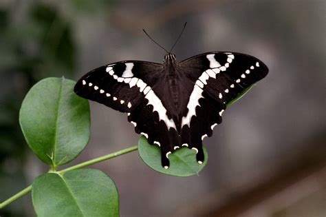 Black and White butterflies | Black and White Butterfly on Green Leaves