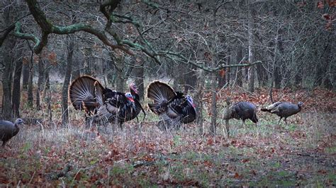 Spring Turkey Hunting Wallpaper