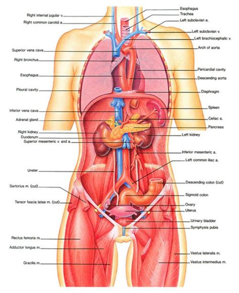 Examining the human torso model flashcards. anatomy and physiology - Google Search | Body organs ...