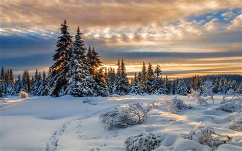 Download Wallpapers Lillehammer Sunset Winter Snowdrifts Forest