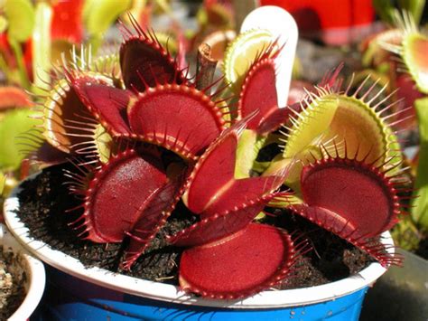 Dionaea Planta Carnivora Flytrap Red Dragon 10 Sementes R 25 00 Em Mercado Livre