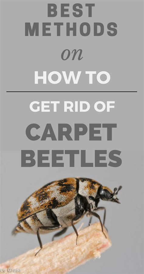 Best Methods On How To Get Rid Of Carpet Beetles
