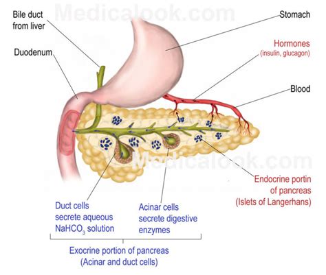 Pancreas Diagrams 101 Diagrams