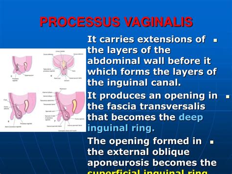 Ppt Genital System Powerpoint Presentation Free Download Id6525714