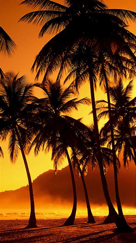 palm tree beach sunset wallpaper 4k here you can find the best sunset beach wallpapers