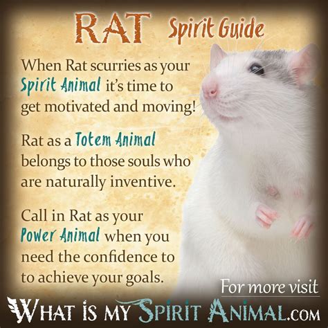 Rat Symbolism And Meaning Spirit Totem And Power Animal