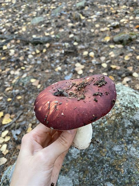 Is This A Reishi Mushroom Found In Southern Ohio Edible Uses R