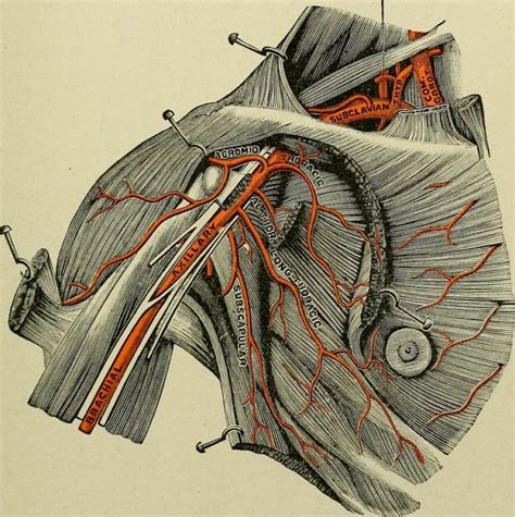 Subclavian Arteries The Lecturio Medical Online Library