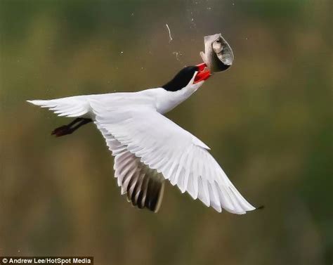 Incredible Pictures Show The Moment Hungry Tern Almost Drops Its Dinner