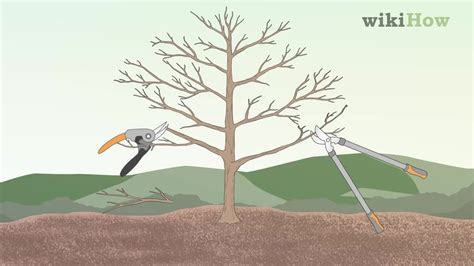 Sam from raintree nursery attempts to prune a neglected garden apple tree in under a minute. How to Prune Apple Trees: 11 Steps (with Pictures) - wikiHow