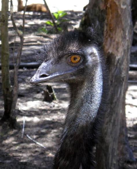 Emu Bird Facts Dromaius Novaehollandiae Az Animals