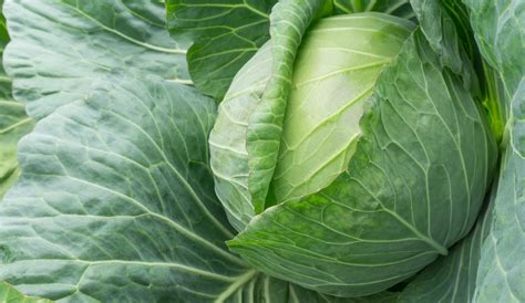 How To Grow Spring Cabbage At Home Uk