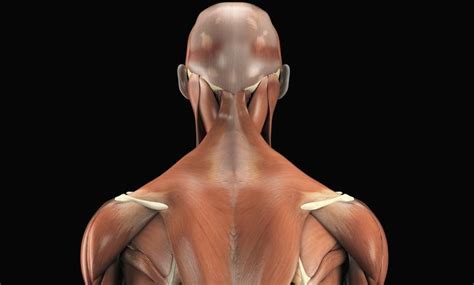 The Superficial Layer Of Your Back Includes The Extrinsic Muscles
