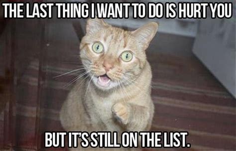 Check spelling or type a new query. Funny Cat Pictures Captions - Why Do Meaningful Captions ...