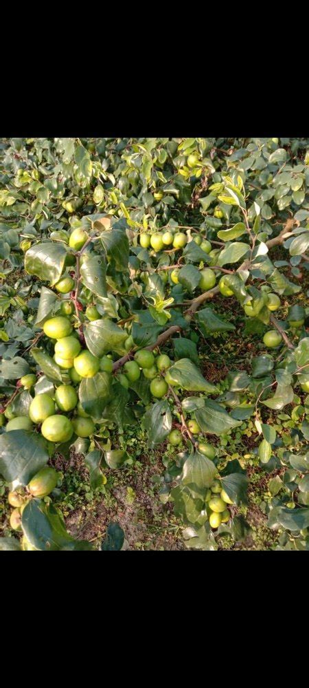Apple Ber Plants At Rs 89piece ऐप्पल बेर प्लांट In Barabanki Id 2850228034933