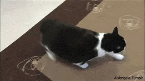 Running Away Fat Cat  Find And Share On Giphy