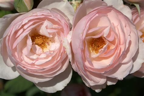 Rose White And Light Pink Double Bloom