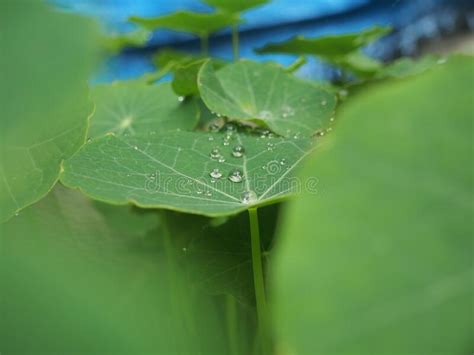 Round Drops Of Water On The Green Leaves Of Nasturtium Stock Image