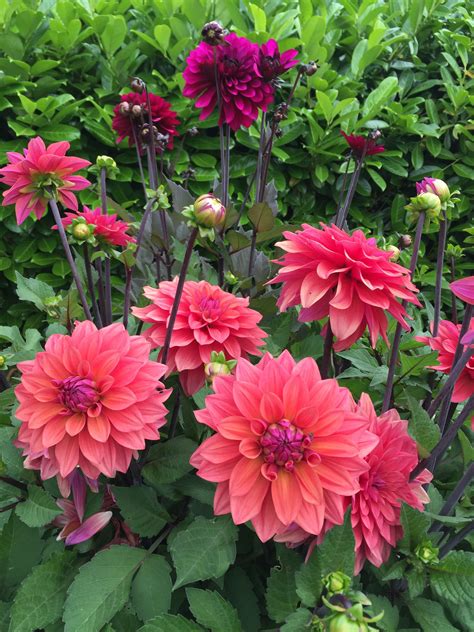 11 Awesome Dahlia Varieties Grown In Our Garden This Year Artofit