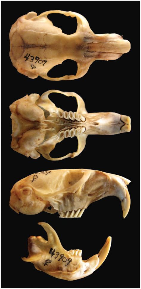 Northern Pocket Gopher Skull