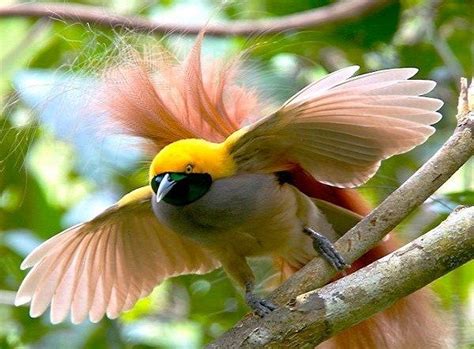 Goldies Bird Of Paradise Birds Of Paradise Birds