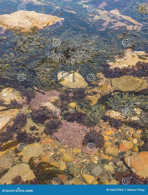 Rock Pool With Seaweed At Seaside Stock Image Image Of Kelp Algae