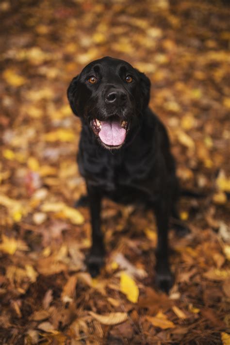 Lab mixes are some of the most popular pooches around, but few people realize just how many types of lab mixes exist! Engaging Tails: Ellie the Great Dane-Labrador Mix - Daily Dog TagDaily Dog Tag