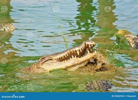 Fighting Of Crocodiles Stock Photo Image Of Hunter Feeding 32082922