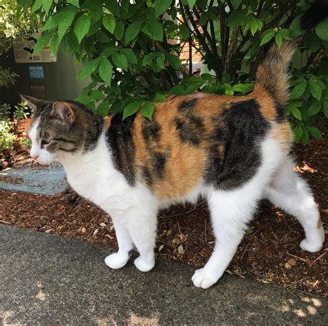 Saw This Beautiful Half Calico Half Tabby Today Cats Animals Tabby