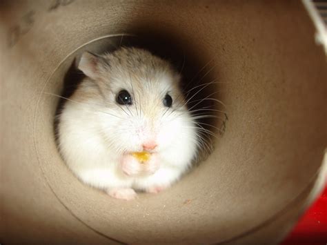 15 Adorable Hamsters That Will Cause A Cuteness Overload Bored Panda