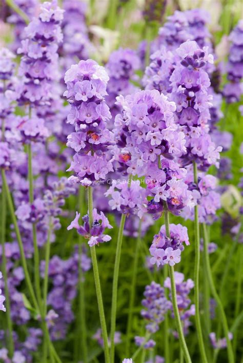Lavandula Melissa Lilac Herb Lavender Plant Flower Stock