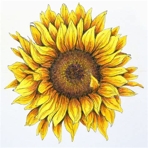Sunflower In Pen And Colored Pencil Sunflower Artwork Sunflower