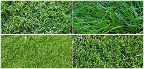 How To Choose The Right Lawn Grasses Grass Type Grass Seed Types
