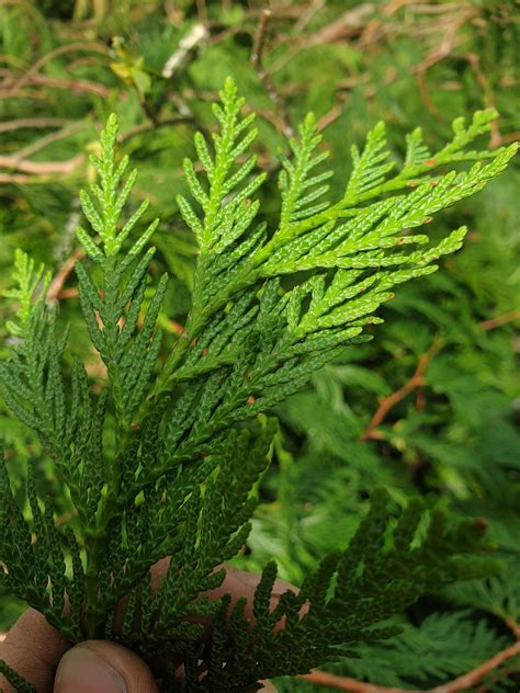 Western Red Cedar Id Help Tree Identification Pictures Arbtalk