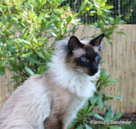 Balinese Gorgeous Cats Balinese Cat Cats