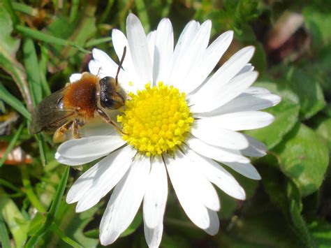 Mining Bees Are Wild Bees That Live Underground Honey Bee Suite