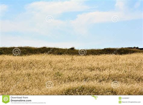 Yellow Dried Grass In The Field Stock Image Image Of Background