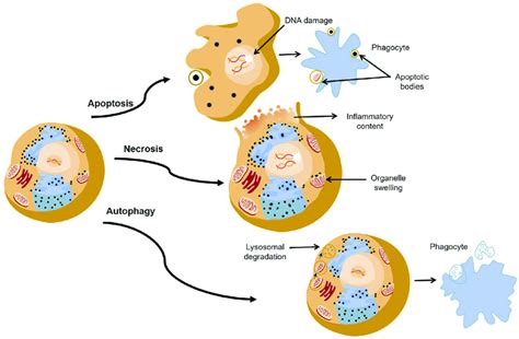 the major pathways of death cells through apoptosis necrosis and download scientific diagram
