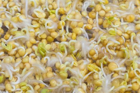 Germination Of Mustard Seeds For Sprouts Home Microgreens Cultivation