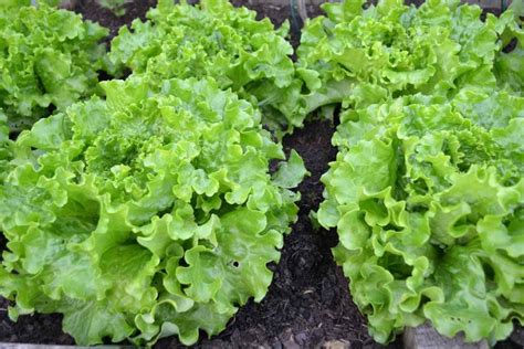 Lettuce Seed Germination Period Temperature Process Gardening Tips