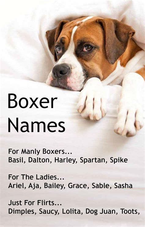 Boxer Dog Names Unique Male And Female Boxer Names Boxer Dog Names