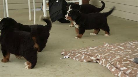 Bernese Mountain Dog Puppies For Sale Youtube