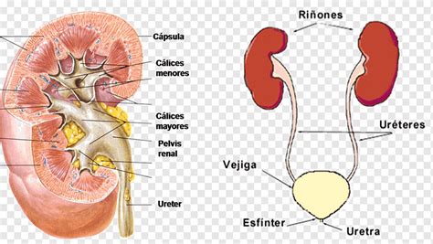 Anatomy Of The Renal System
