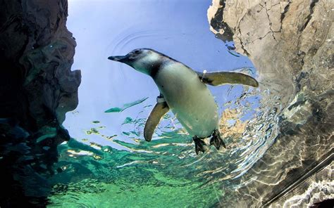 Penguin Swimming Wallpaper Animals Wallpaper Better