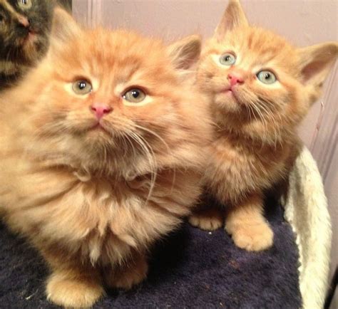The Rare And Beautiful Ginger Ragdoll Cat Catsinfo